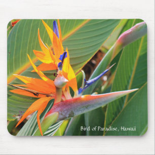 Mousepad Pássaro Havaiano do Mouse Paraíso