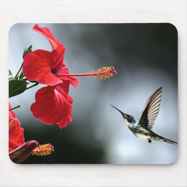 Mousepad Pássaro Humming e Flor Vermelha (Frente)