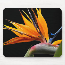 Mousepad Pássaro Laranja da Planta do Paraíso Floral
