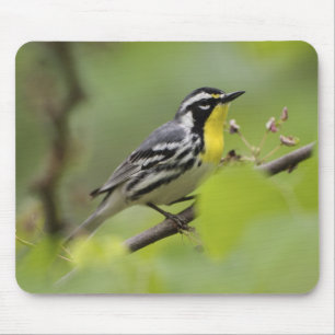 Mousepad Pássaro masculino de garganta amarela, Dendroica