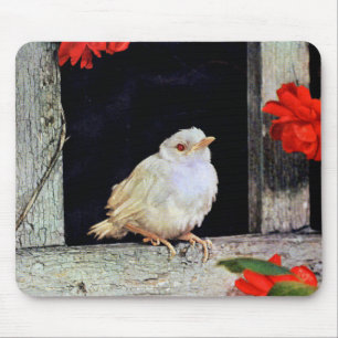 Mousepad Pássaro RARO do pisco de peito vermelho do albino