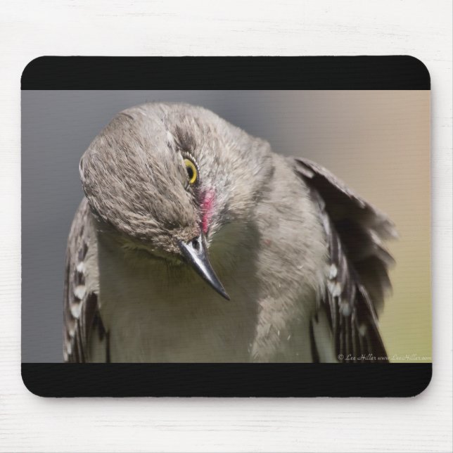 Mousepad Pássaro Tordo Mímico ganha Roupas e Presentes (Frente)
