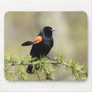 Mousepad Pássaro Vermelho Negra - pena fora do lugar