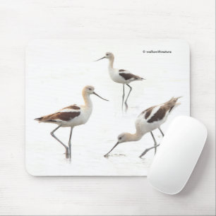 Mousepad Pássaros Avocets americanos impressionantes na pra