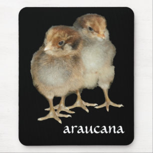 Mousepad Pássaros da ornitologia das galinhas do araucana