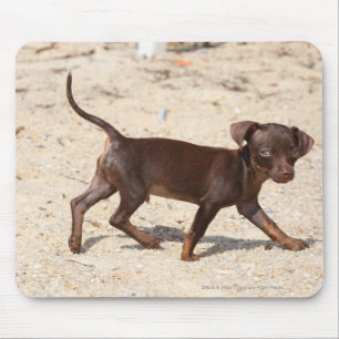 Mousepad Passeio do filhote de cachorro da chihuahua