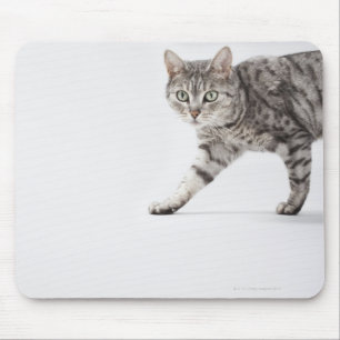 Mousepad Passeio do gato
