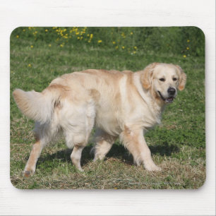 Mousepad Passeio do golden retriever