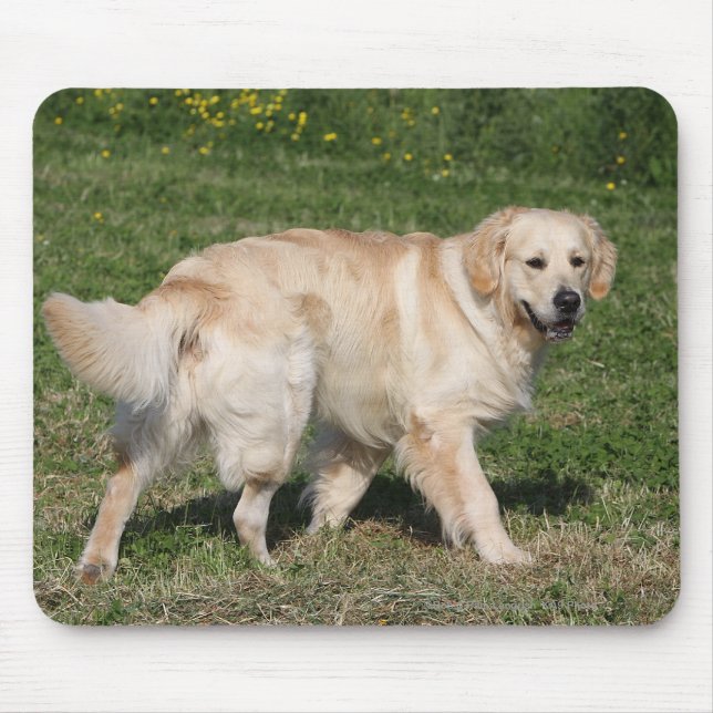Mousepad Passeio do golden retriever (Frente)