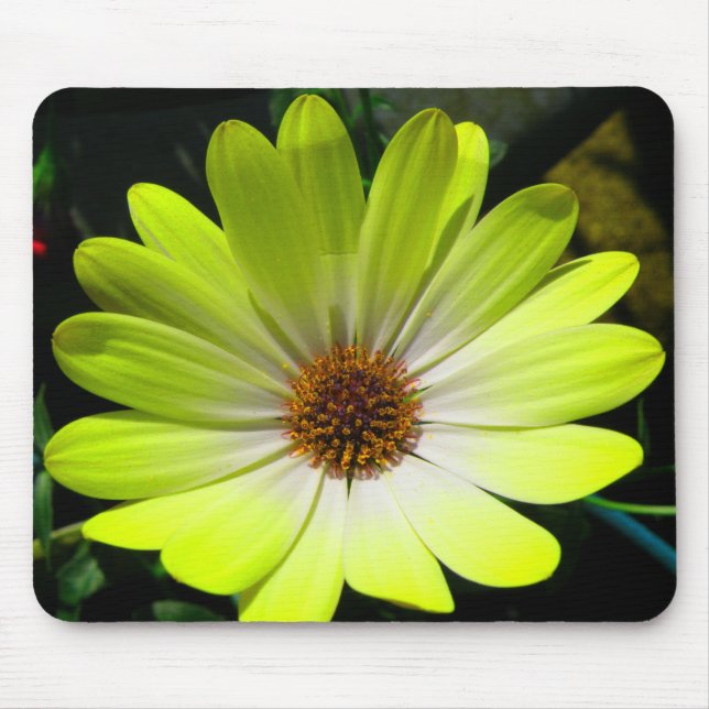 Mousepad Pasta Amarelo Fluorescente Africana Daisy (Frente)