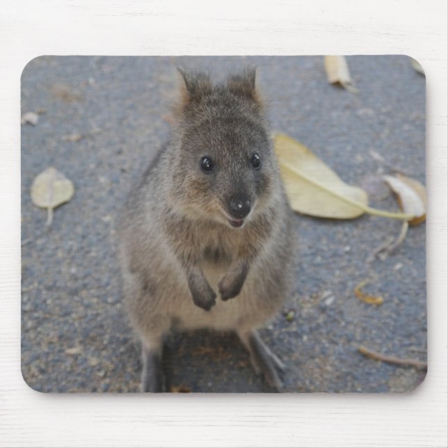 Mousepad Pasta de mouse Quokka (Frente)