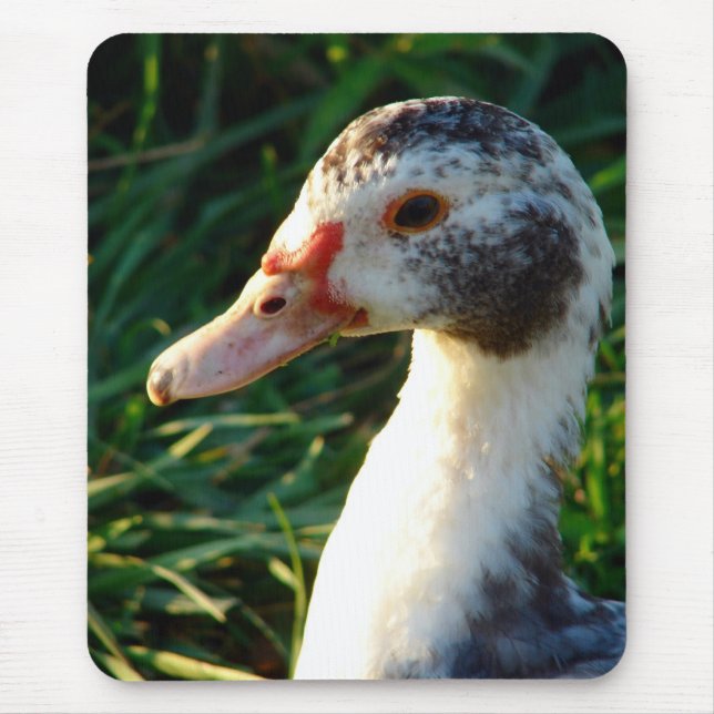 Mousepad Pata Marreca de Pato-de-cabeça-verde Jovem (Frente)
