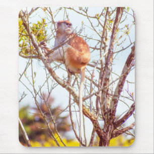 Mousepad Patas está em cima de uma árvore