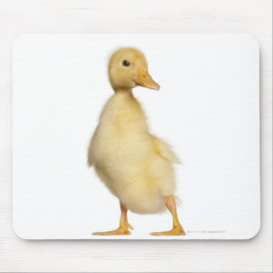 Mousepad Patinho (1 semanas de idade)