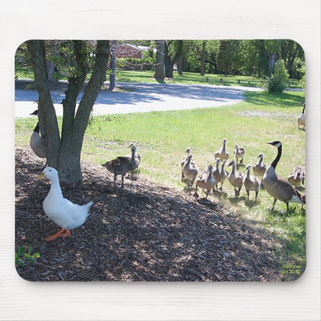 Mousepad Pato branco amigável com gansos (Frente)