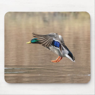 Mousepad Pato de Mallard em voo