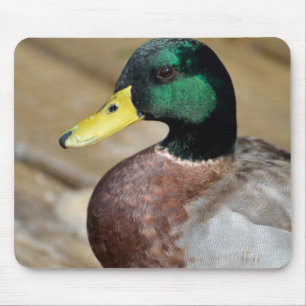 Mousepad Pato do pato selvagem