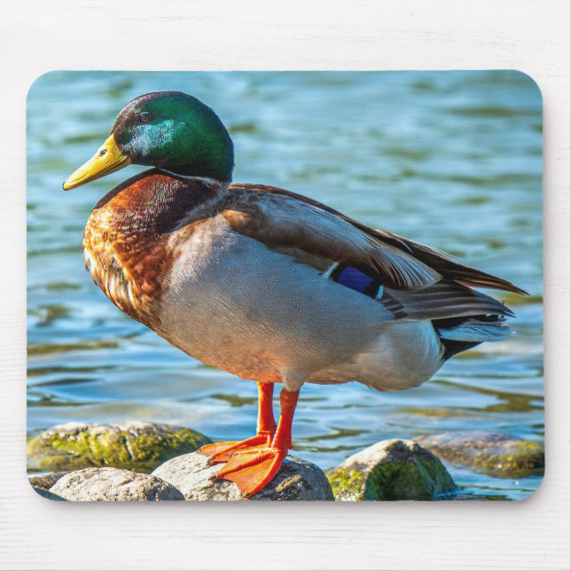 Mousepad Pato Marreco Macho Empoleirado em Pedras à Beira d (Frente)