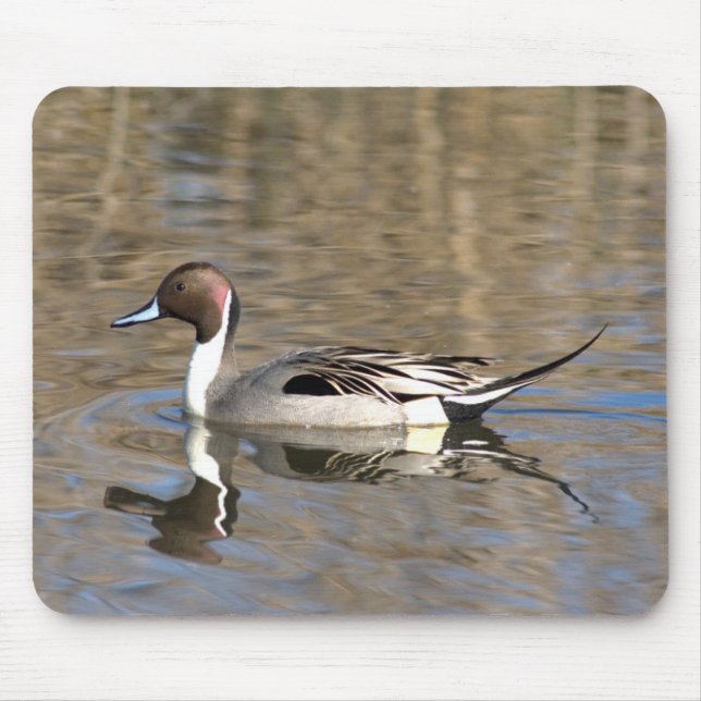 Mousepad Pato Rabo-de-Palha Nadan Em Um Lago (Frente)