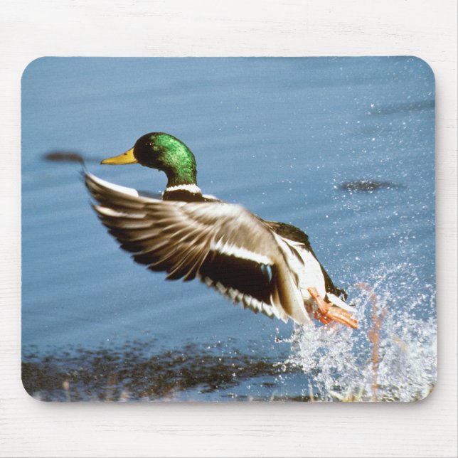 Mousepad Pato selvagem - tapete do rato (Frente)
