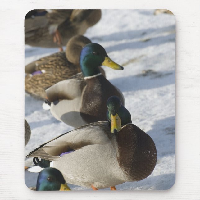 Mousepad Patos (Frente)