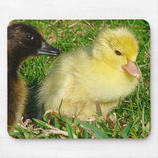 Mousepad Patos (Frente)