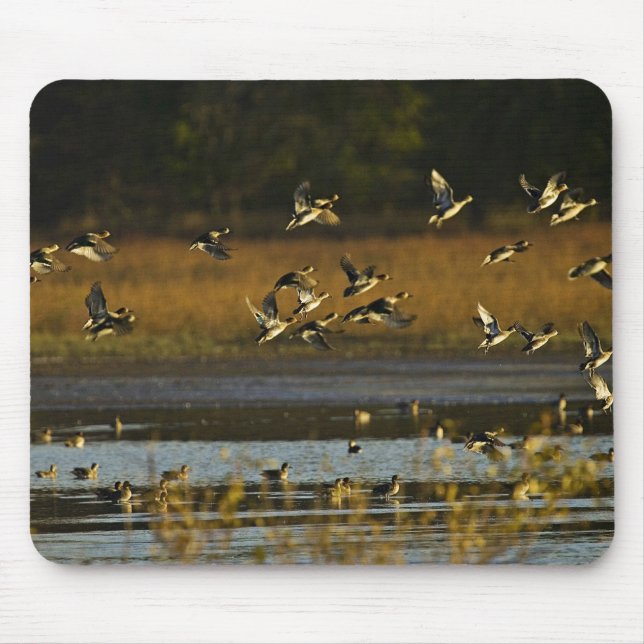 Mousepad Patos selvagens que aumentam da água (Frente)