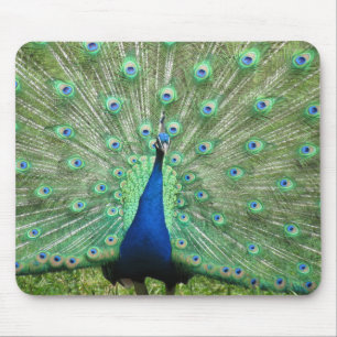 Mousepad - pavão