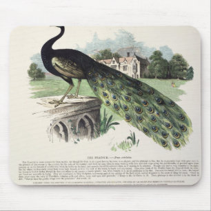 Mousepad Pavão