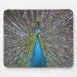 Mousepad Pavão Atormentado