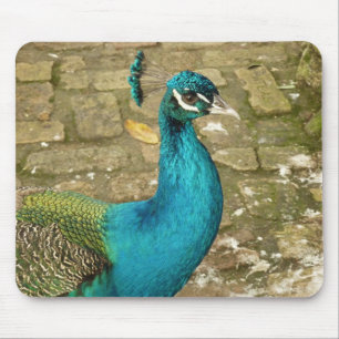 Mousepad Pavão Belo Pássaro Azul Fotografia