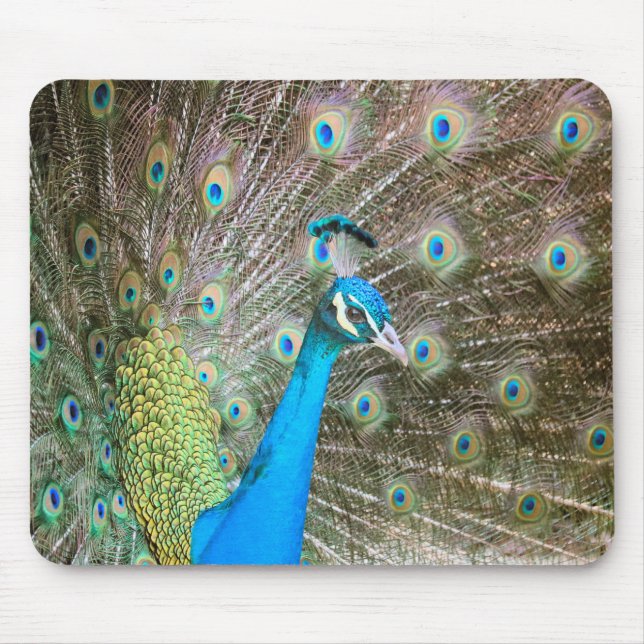 Mousepad Pavão com Penas Fora - Pássaro Macho - Fotografia (Frente)