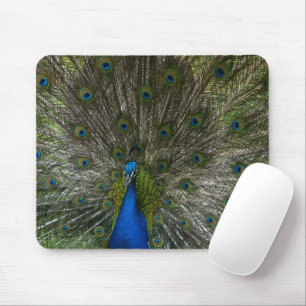 Mousepad Pavão de Kauai