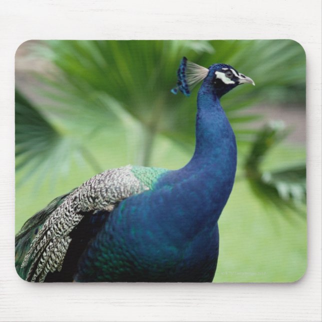 Mousepad Peacock empoleirado na rocha (Frente)