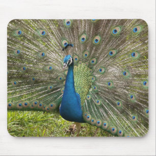 Mousepad Peacock orgulhoso