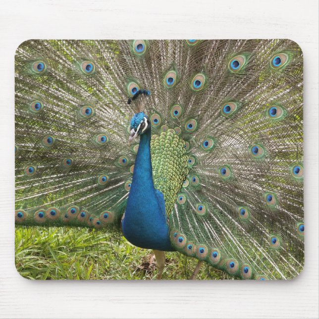 Mousepad Peacock orgulhoso (Frente)