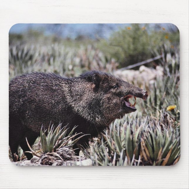 Mousepad Peccary colocado um colar (javelina) que boceja (Frente)