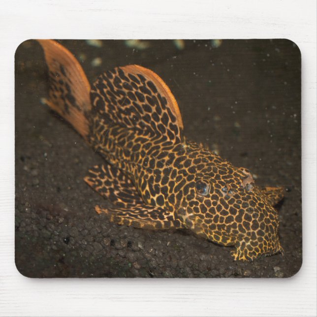 Mousepad Peckoltia Compta (Frente)