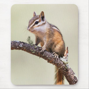 Mousepad Pedaço giro e bonito