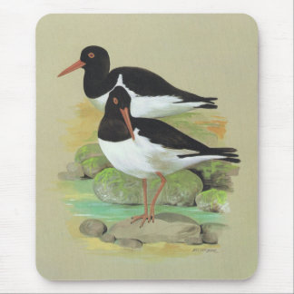 Mousepad Pega-do-mar Pied - ostralegus do Haematopus