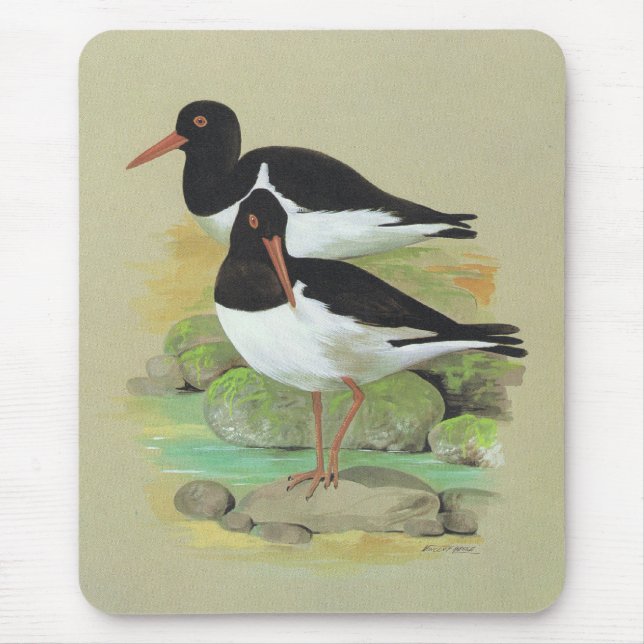 Mousepad Pega-do-mar Pied - ostralegus do Haematopus (Frente)