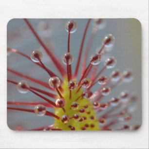 Mousepad pegajoso dos tentáculos de Sundew