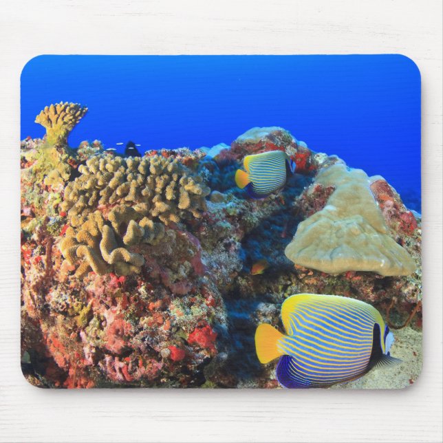 Mousepad Peixe-anjos-real (Pygoplites diacanthus), (Frente)