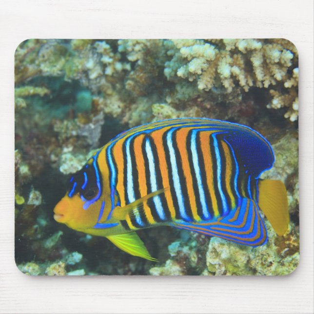 Mousepad Peixe-anjos-regio juvenil Pygoplites (Frente)