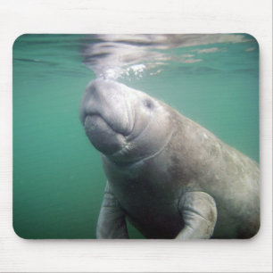 Mousepad Peixe-boi