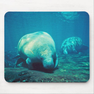 Mousepad Peixe-boi de Florida