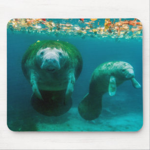 Mousepad Peixe-boi mãe com seu filhote em Crystal River