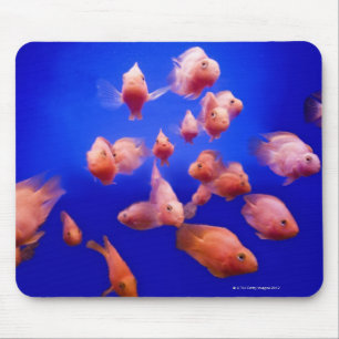 Mousepad Peixe dourado 2
