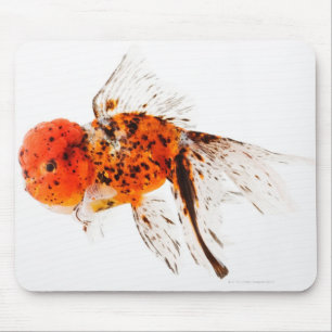 Mousepad Peixe dourado do lionhead da chita (auratus do
