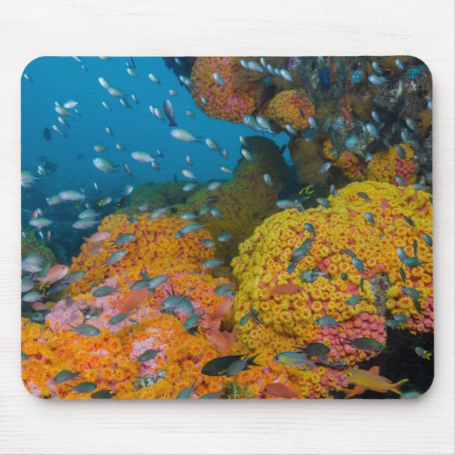 Mousepad Peixe Entre o Recife de Coral (Frente)